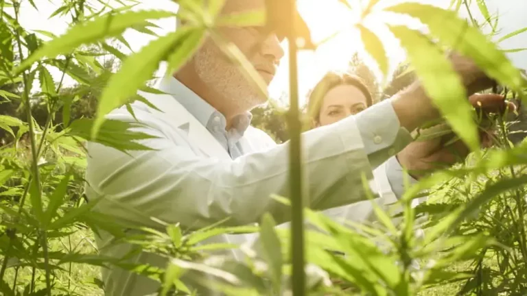 HR Outsourcing: A Strategic Tool for Cannabis Companies